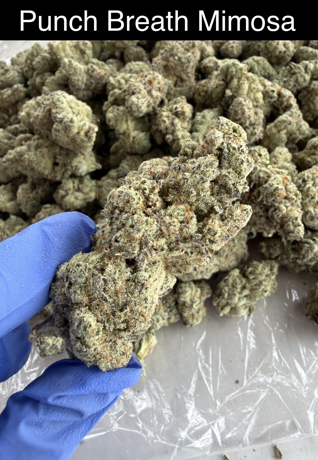 Smoker's Section - NEW DROP w/ Pics (Blueberry Sherb dropping Monday)