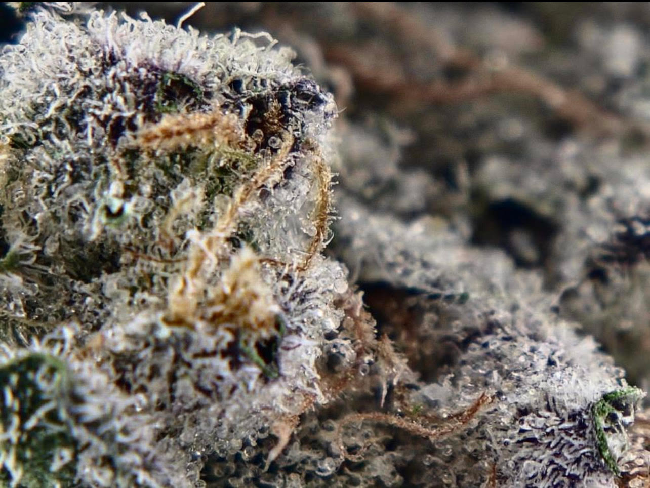 Toad Venom top shelf indoor hemp flower