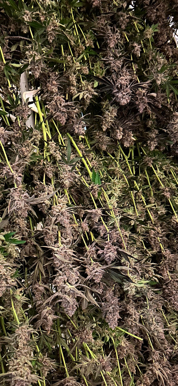 Bulk top shelf indoor hemp flower Southern Harvest Hemp