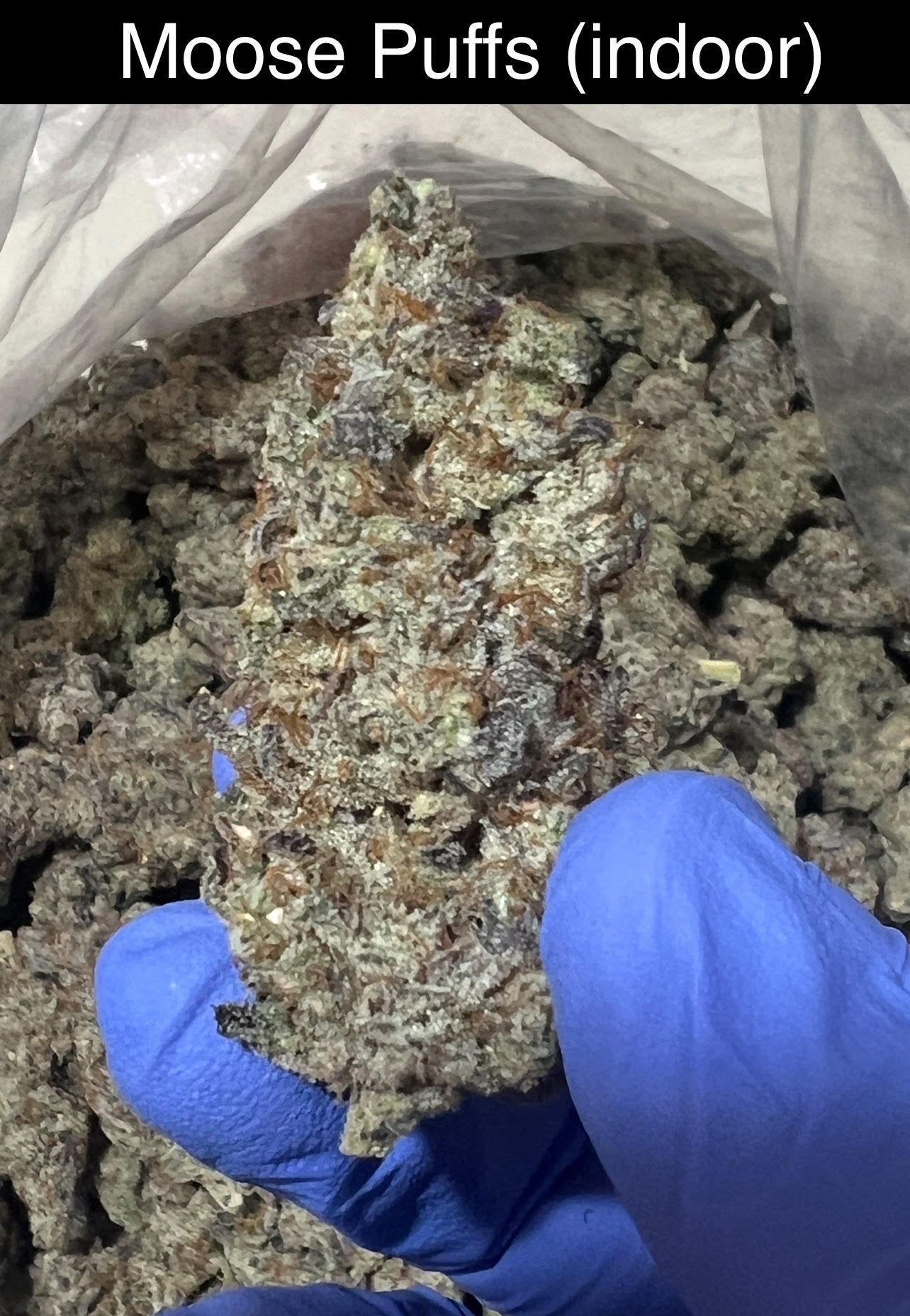 Mix & Match flower SALE - NEW DROP w/ PICS