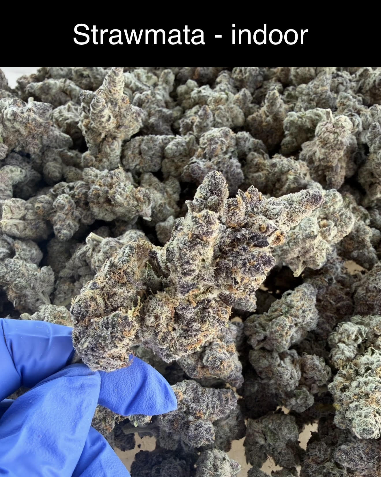 Smoker's Section - NEW DROP w/ Pics (Blueberry Sherb dropping Monday)